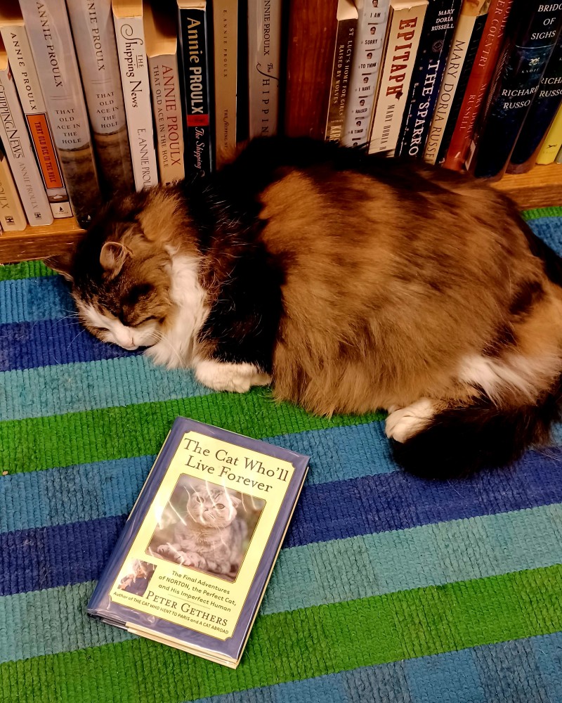 cat-wholl-live-4ever.jpg
