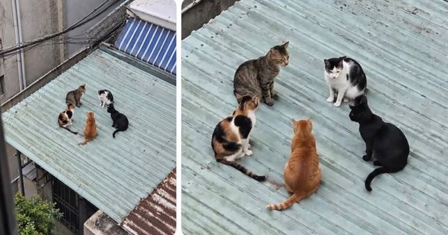 congresscats.JPG