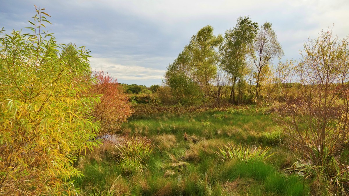 Loblolly Marsh